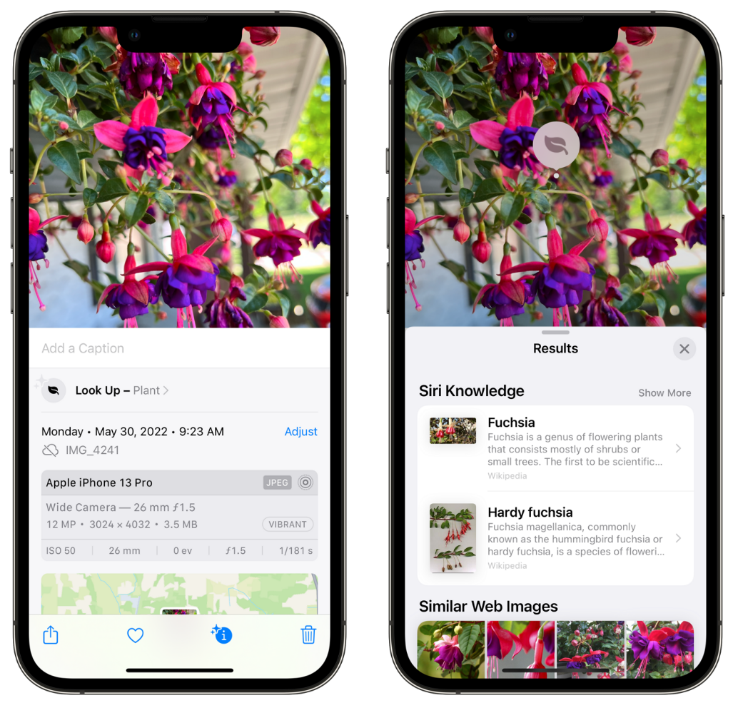 梁溪苹果手机维修分享小技巧：使用 iPhone 相机识别花卉植物 
